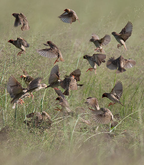 Red-billed Quelea flock